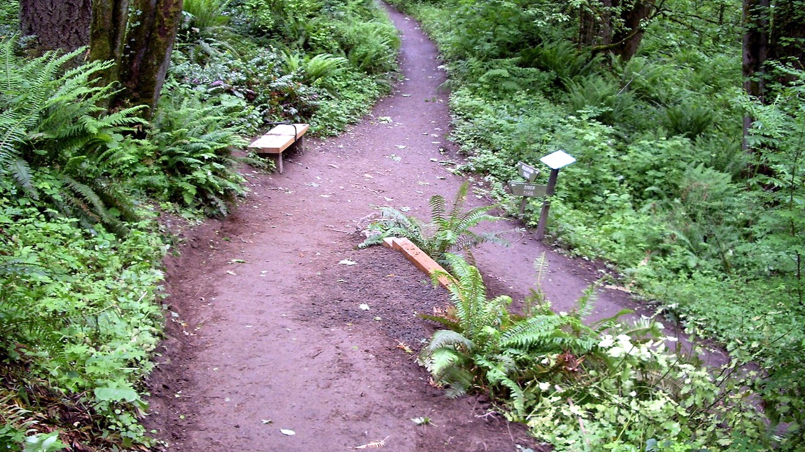 Wildwood and Birch trail junction with signs and a trail map in Forest Park, Portland