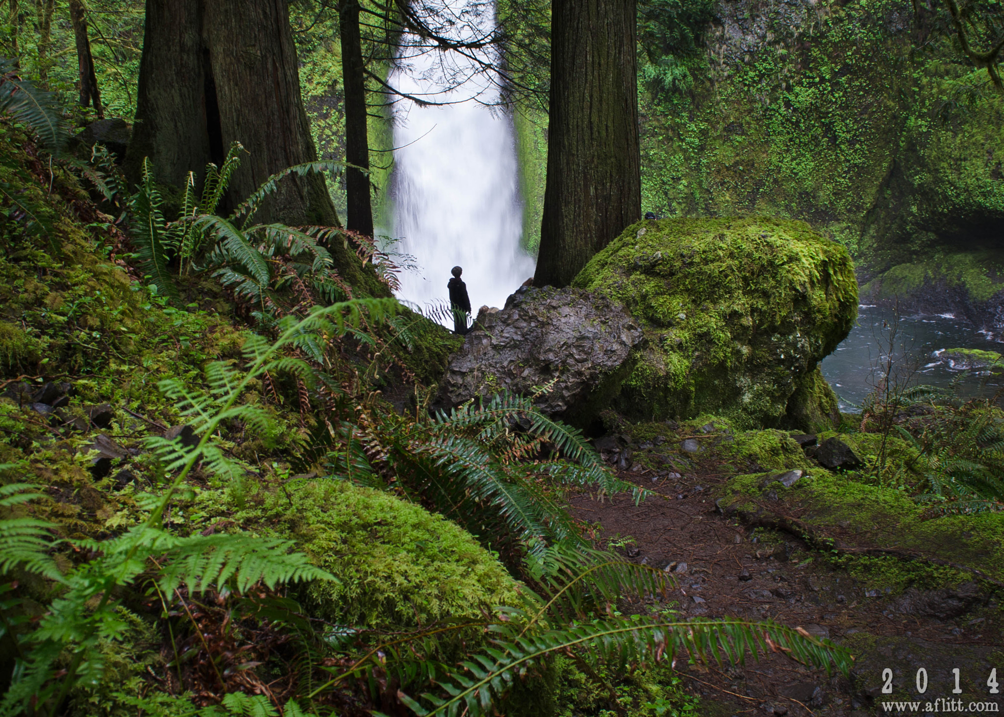 Wahclella Falls framed by mossy forest beside the trail