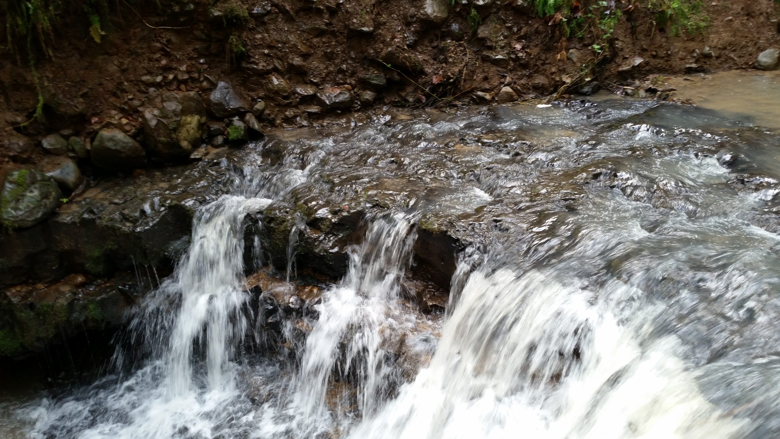 Balch Creek flowing over small rock ledges in Forest Park