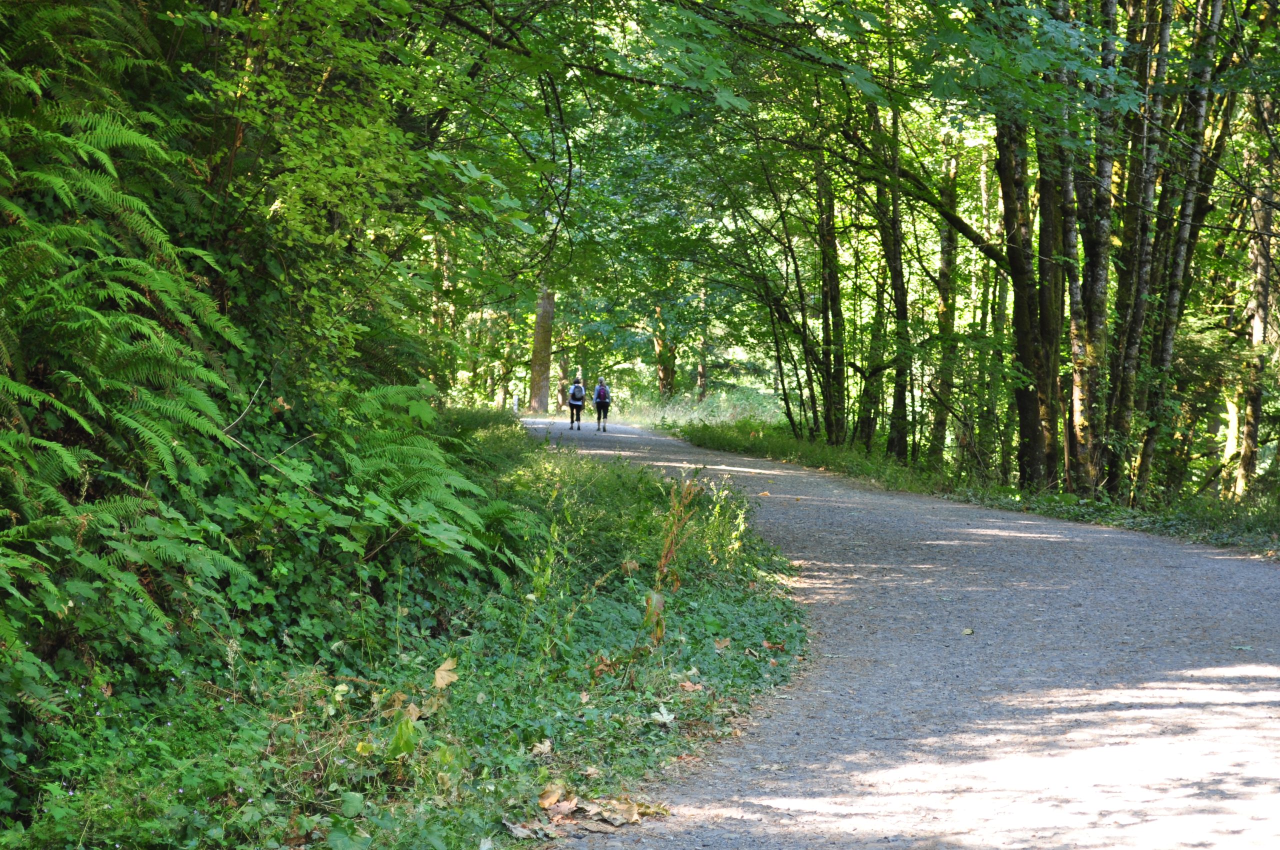 Two hikers walking along Leif Erikson Drive through green Forest Park