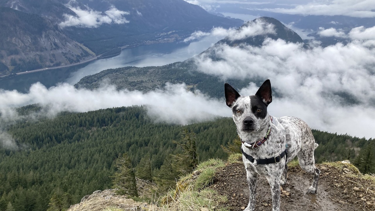 Where Can You Hike With a Dog in the Columbia River Gorge?