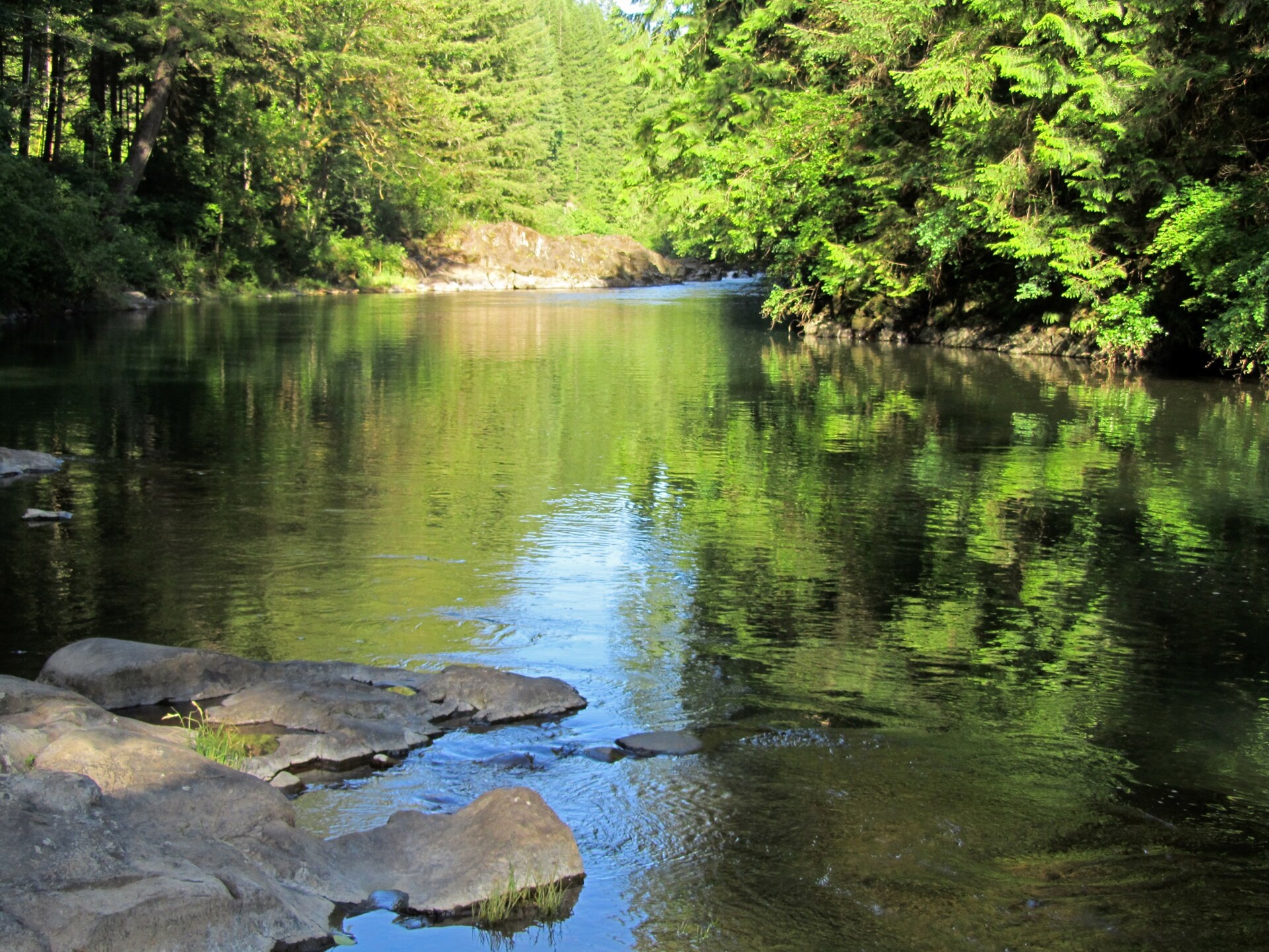 East Fork Lewis River bordered by evergreen forest at Moulton Falls Regional Park