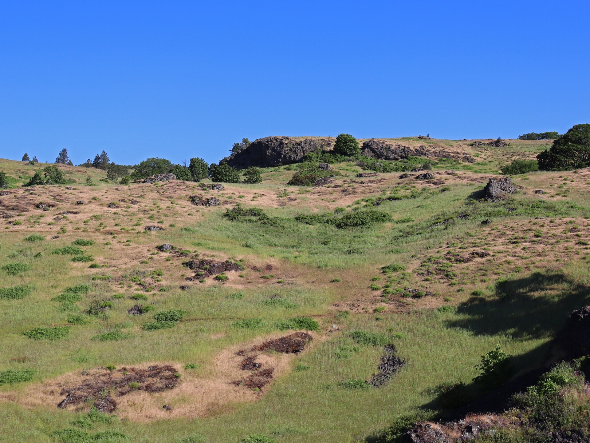 Open grassland and basalt outcrops in Coyote Wall Recreation Area