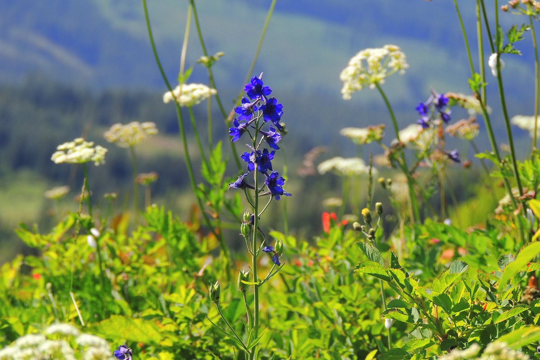 Purple lupine and white cow parsnip flowers with mountain slopes in the background near Silver Star Trail.