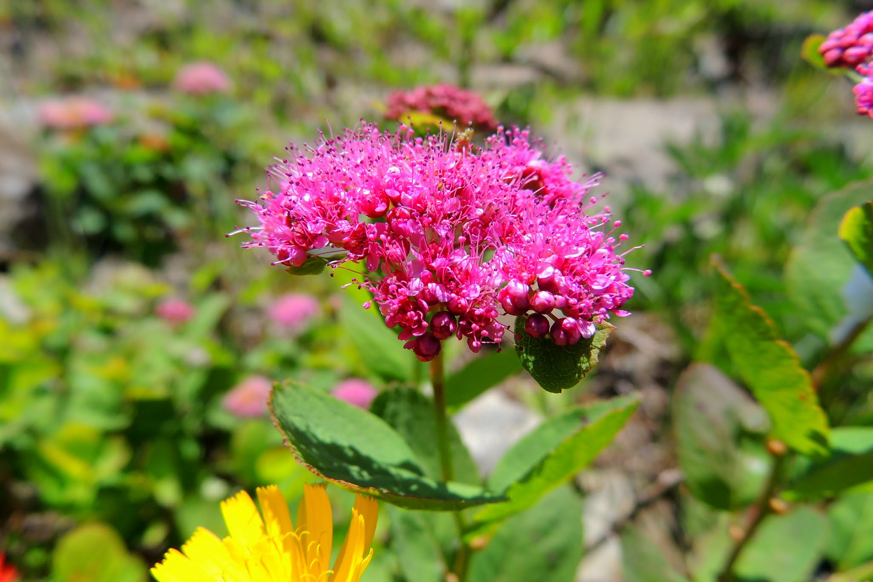 Close view of bright pink Douglas spirea flowers along Silver Star Trail.