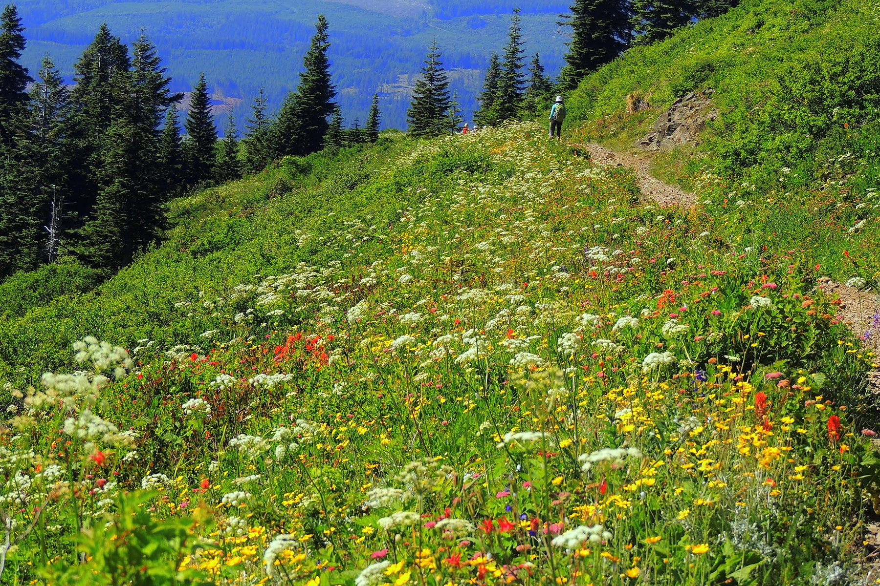Silver Star Mountain via Grouse Vista: Route, Road Access, and Current Closure
