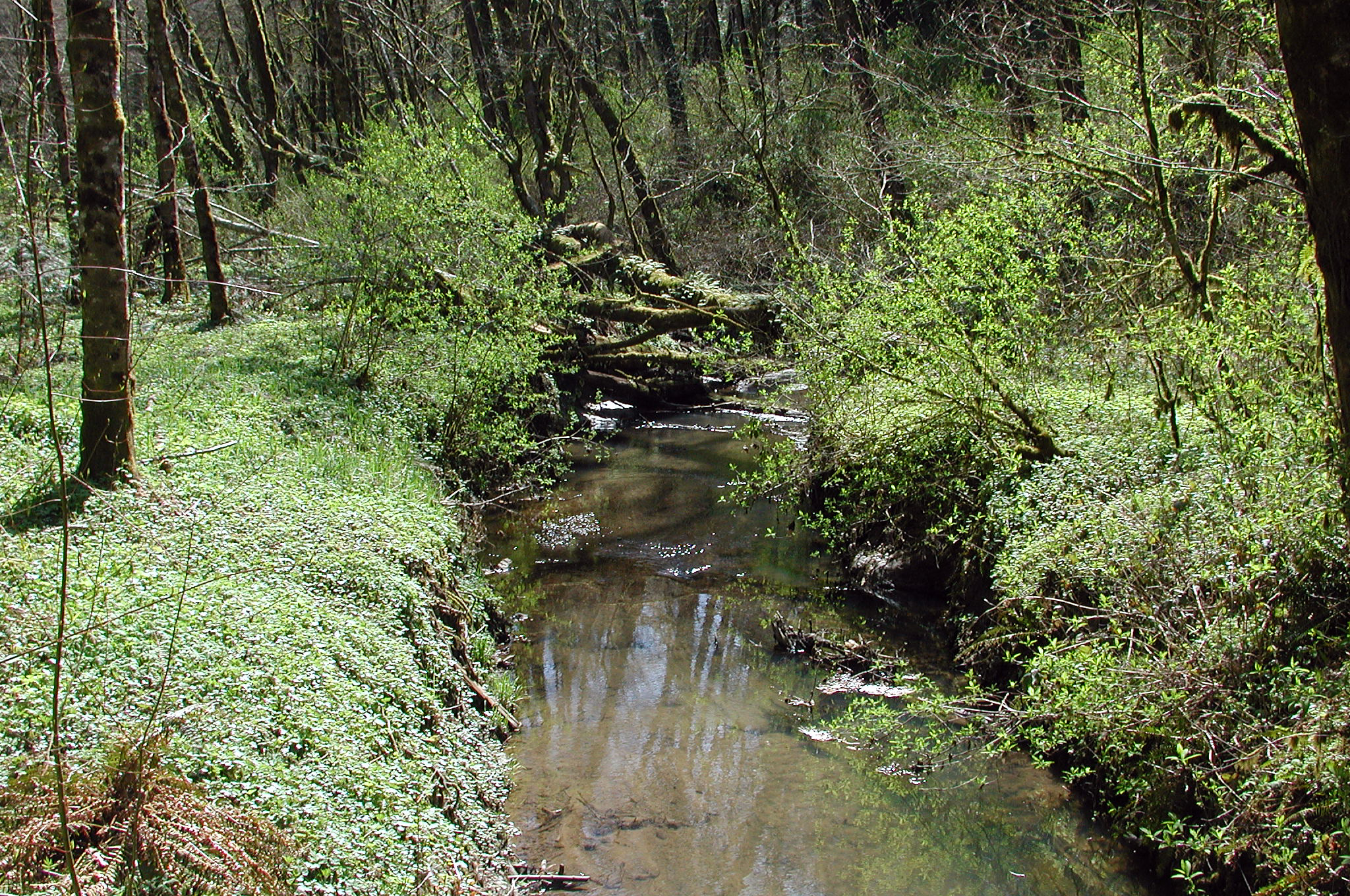 Tryon Creek flowing through dense forest as seen from Obie's Bridge.