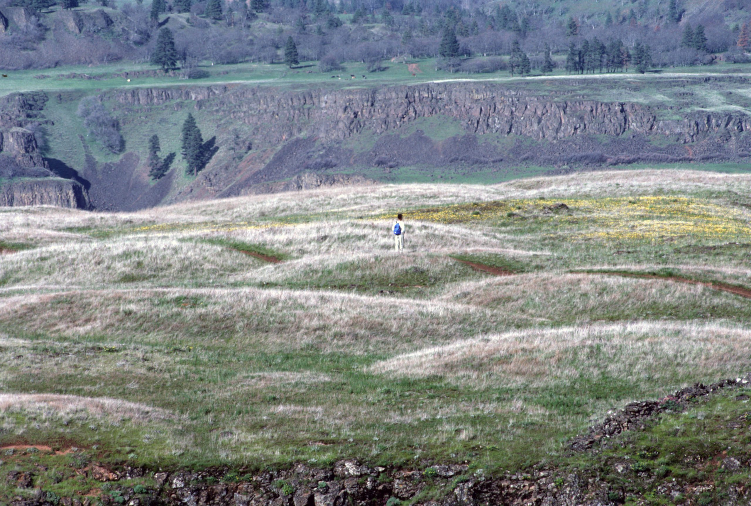 A hiker crossing the open landscape of Tom McCall Nature Preserve in the Columbia River Gorge.