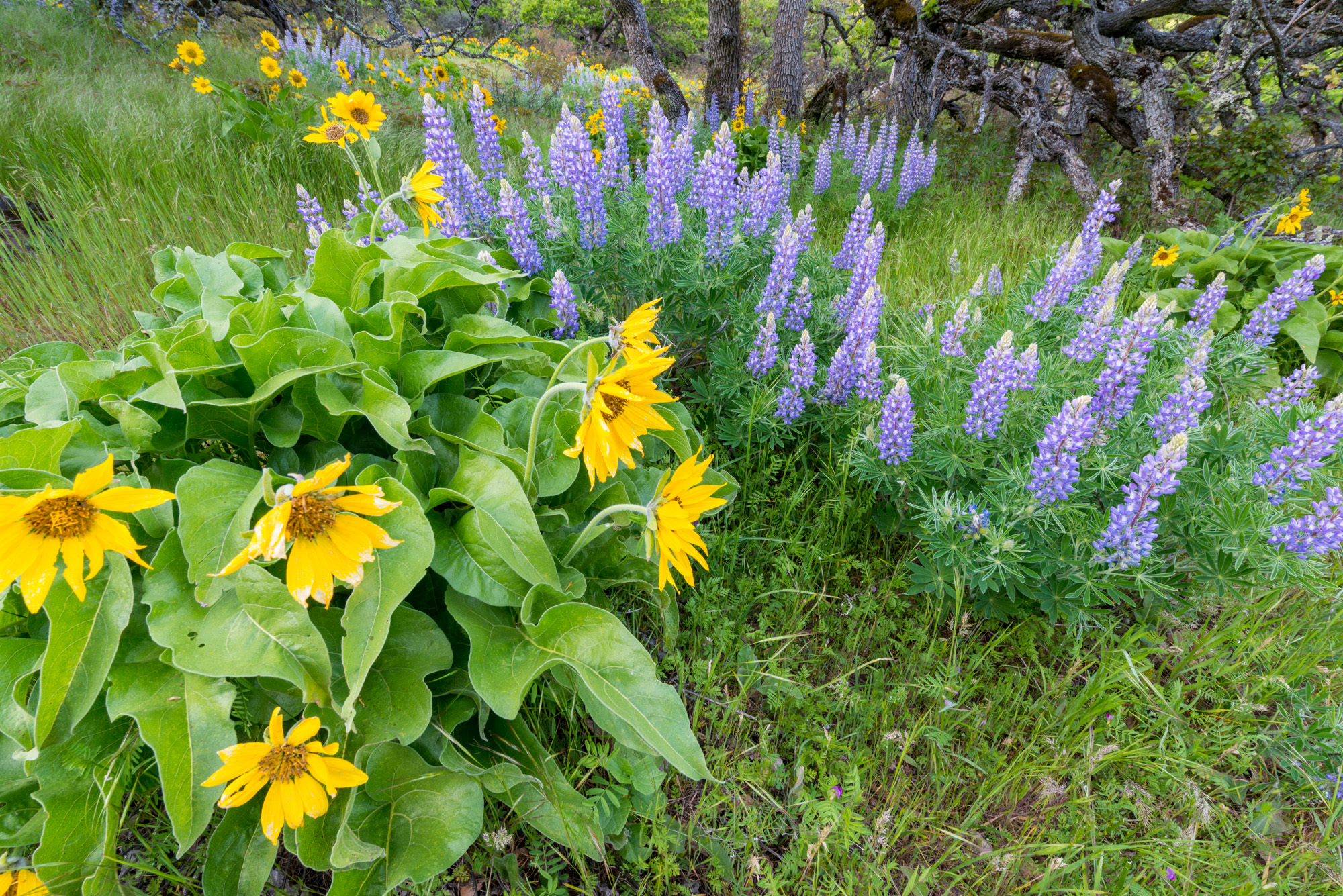 Balsamroot and lupine blooming near Tom McCall Preserve at Rowena Crest.