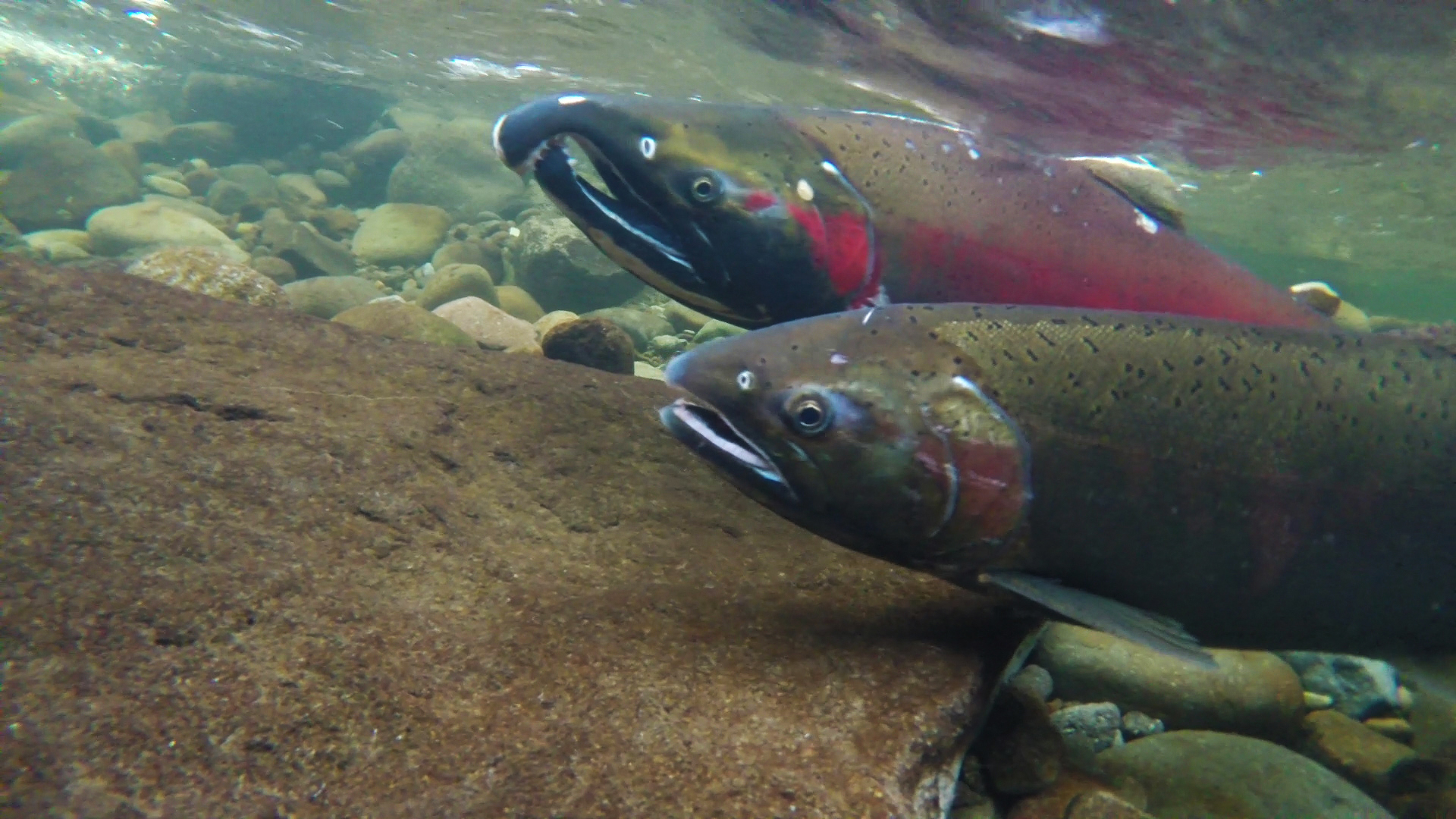 Coho salmon swimming over rocks in the Salmon River in Oregon.