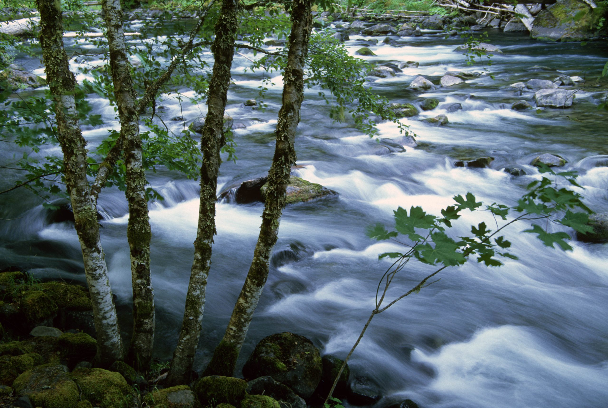 Salmon River Trail vs. Old Salmon River Trail: Short Walk or Longer Wilderness Hike?