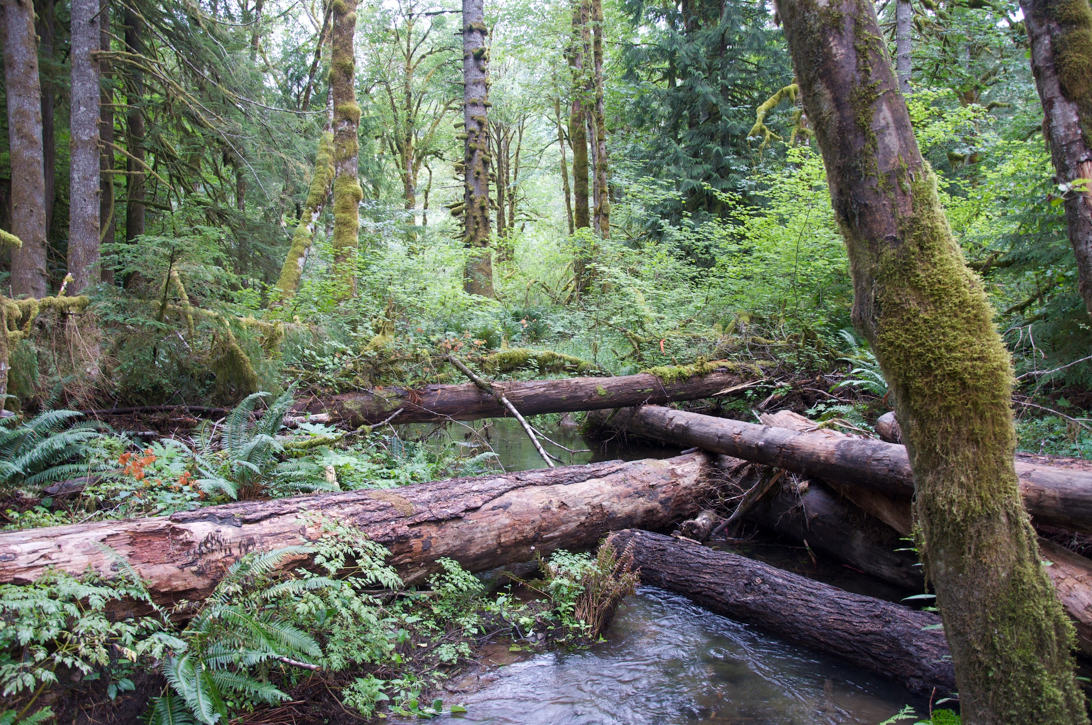 Wooded side channel of the Salmon River in Clackamas County, Oregon.